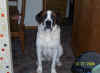 Goliath.jpg (87998 bytes)