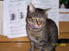 Ollie on piano.jpg (131340 bytes)