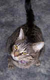 Ollie.jpg (50605 bytes)