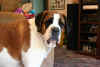 goliath in living room.jpg (34713 bytes)