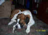 goliath_just_chillin.jpg (45138 bytes)